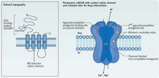 What is Nicotinic Acetylcholine Receptors?