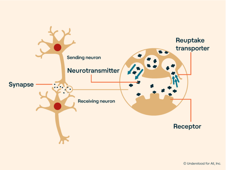 Why Do Stimulants Work for Adhd?