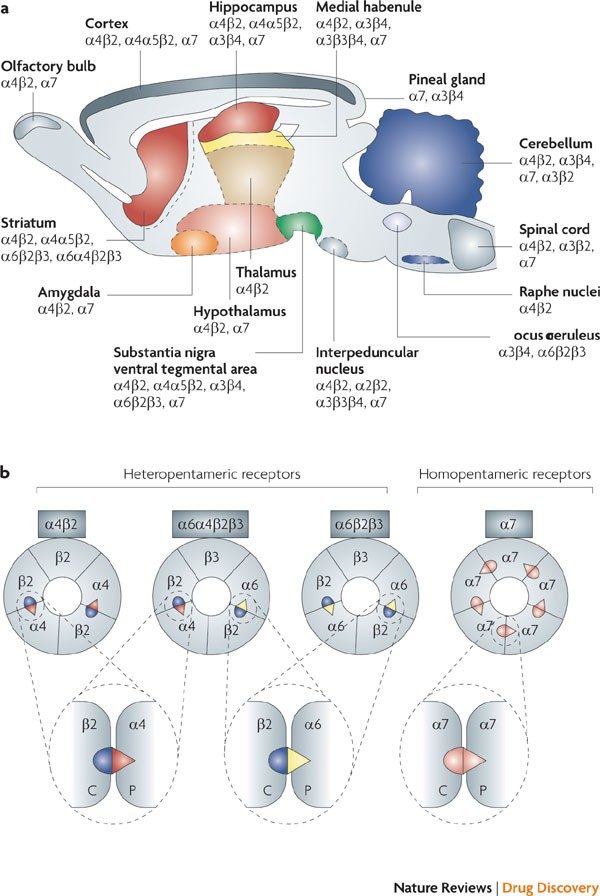 What Do Nicotinic Receptors Do?